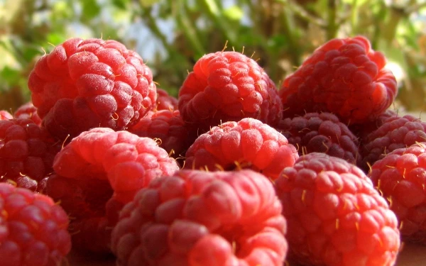 South Africa's Raspberry and Blackberry Export Sees Slight Decline to $24M in 2023
